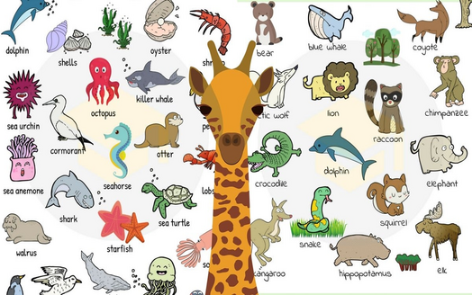 Nazwy zwierząt w języku angielskim na zdjęciach iz tłumaczeniem