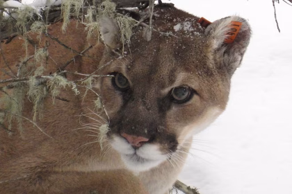 Puma lub gepard w gminie Będzino? Służby potwierdzają zgłoszenie