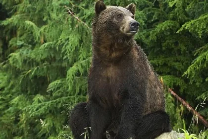 Atak niedźwiedzia na Podkarpaciu: kobieta zginęła w lesie w Płonnej
