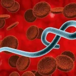 Ebola w Kongu wyhamowuje? WHO mówi o pierwszych oznakach przełomu