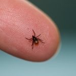 Kleszcze atakują nie tylko w lesie. Jak skutecznie chronić się przed ukąszeniem