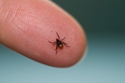 Kleszcze atakują nie tylko w lesie. Jak skutecznie chronić się przed ukąszeniem