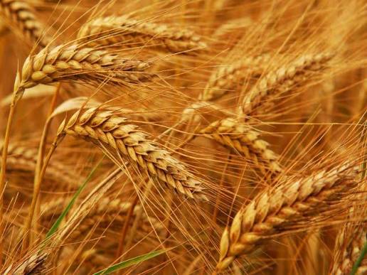 Ceny pszenicy najwyższe od lat. To wina upałów, wojen i El Niño