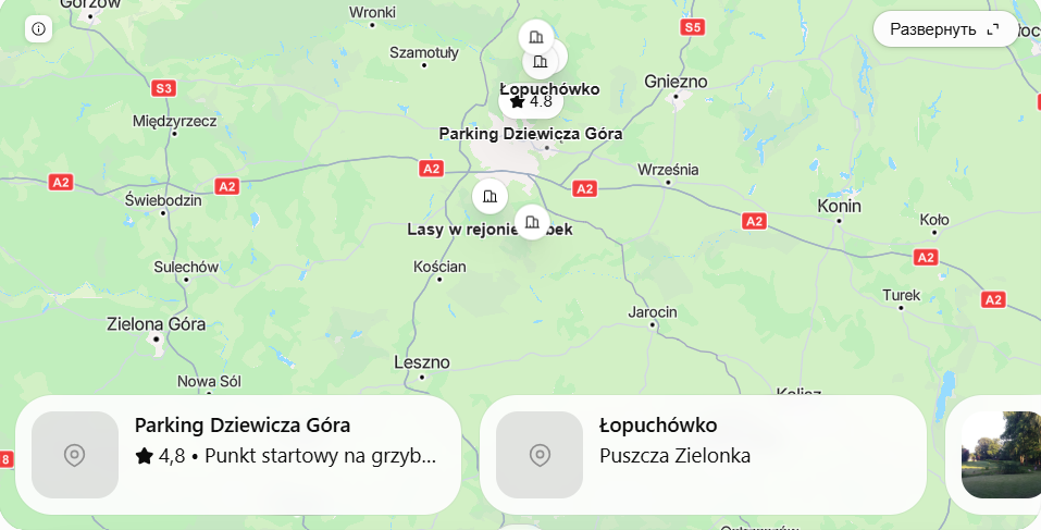Gdzie na grzyby koło Poznania w 2026? Konkretne miejsca i mapa