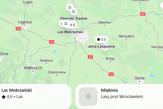 Grzybne miejsca Wrocławia 2026: gdzie zbierać grzyby, najlepsze trasy i jak dojechać